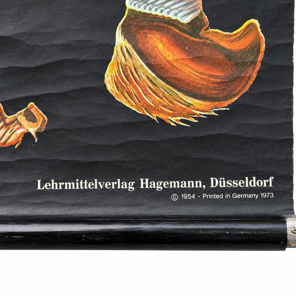 Ancienne planche scolaire murale Hagemann « Maikäfer – Melolontha vulgaris » – Zool. 31 – Jung-Koch-Quentell – 1973