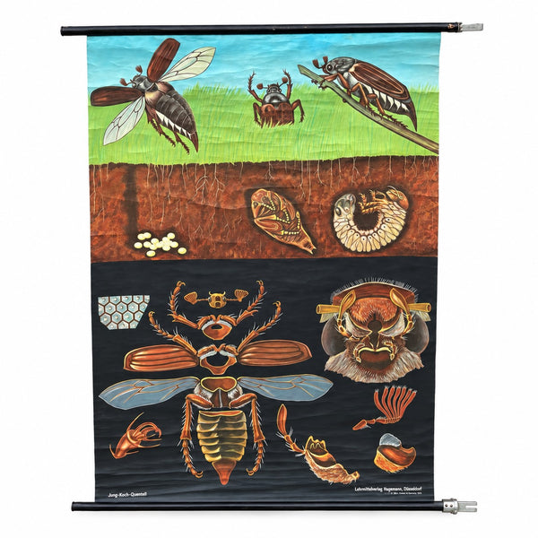 Ancienne planche scolaire murale Hagemann « Maikäfer – Melolontha vulgaris » – Zool. 31 – Jung-Koch-Quentell – 1973