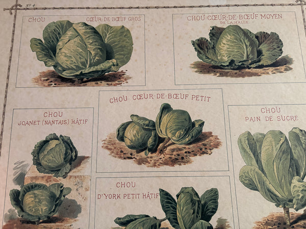 Affiche cartonnée Vilmorin Choux / Bernard Carant / édition vintage