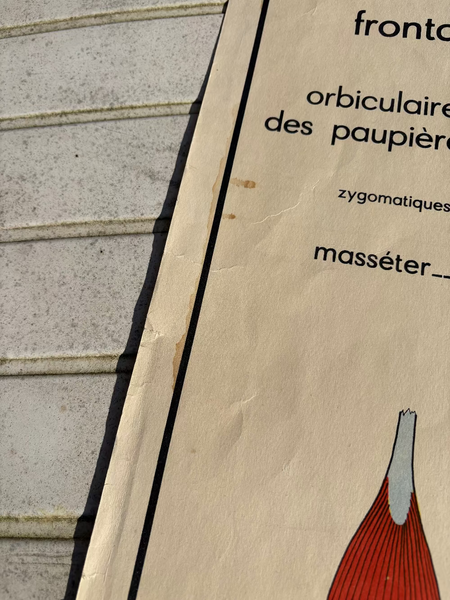 Affiche pédagogique scolaire Rossignol vintage / Les muscles / Cyphose et scoliose