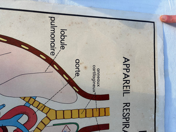 Affiche pédagogique scolaire Rossignol vintage / La tuberculose / La respiration