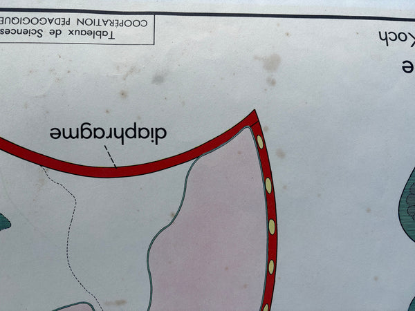 Affiche pédagogique scolaire Rossignol vintage / La tuberculose / La respiration