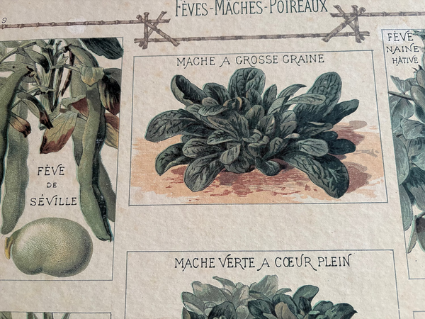 Affiche cartonnée Vilmorin Fèves - Mâches - Poireaux / Bernard Carant / édition vintage