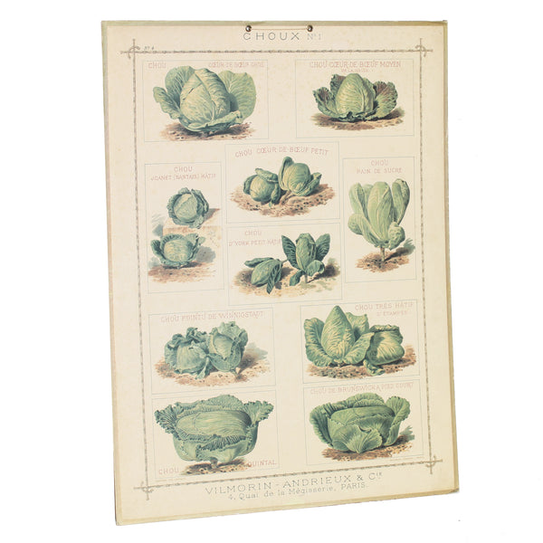 Affiche cartonnée Vilmorin Choux / Bernard Carant / édition vintage
