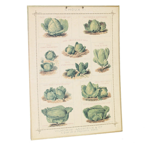 Affiche cartonnée Vilmorin Choux / Bernard Carant / édition vintage