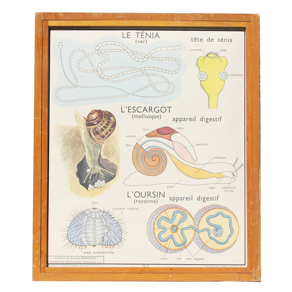 Affiche pédagogique scolaire Rossignol vintage / Le ténia / L'escargot / L'oursin / Classification