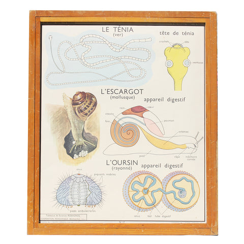 Affiche pédagogique scolaire Rossignol vintage / Le ténia / L'escargot / L'oursin / Classification