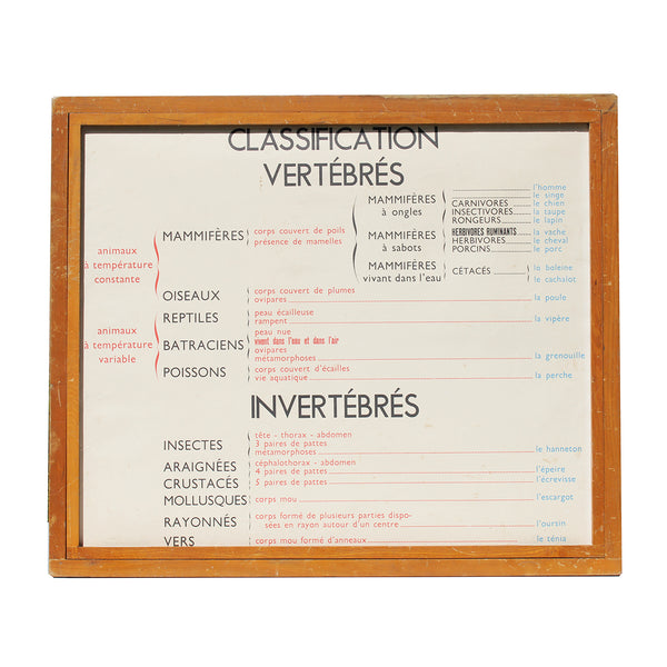 Affiche pédagogique scolaire Rossignol vintage / Le ténia / L'escargot / L'oursin / Classification