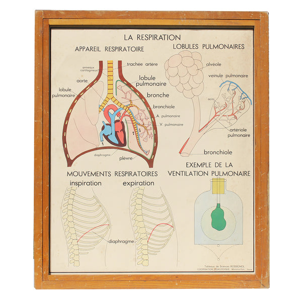 Affiche pédagogique scolaire Rossignol vintage / La tuberculose / La respiration