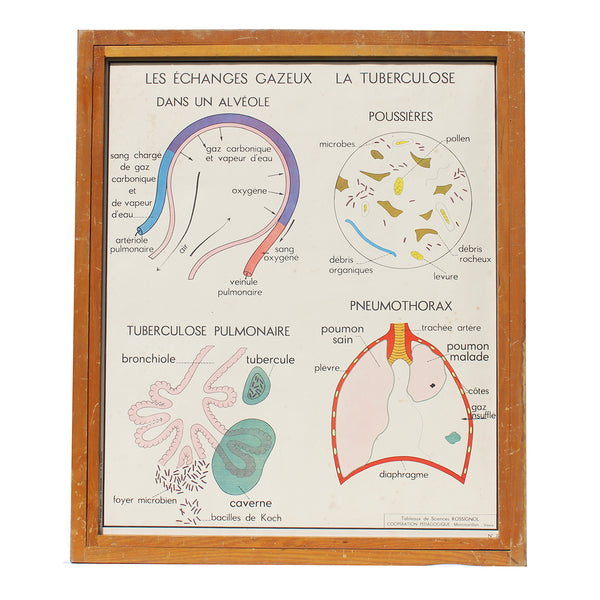 Affiche pédagogique scolaire Rossignol vintage / La tuberculose / La respiration