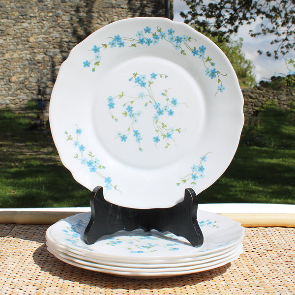 Ensemble de 6 assiettes plates en Arcopal / modèle Veronica / Myosotis