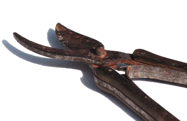 Ancien outil sécateur en fer forgé et manche en bois à ressort à lames
