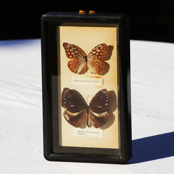 Entomologie : duo de papillons Radena Similis & Euploea Leucostictos sous cadre vintage