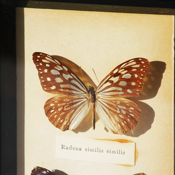 Entomologie : duo de papillons Radena Similis & Euploea Leucostictos sous cadre vintage