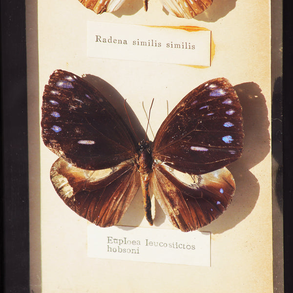 Entomologie : duo de papillons Radena Similis & Euploea Leucostictos sous cadre vintage