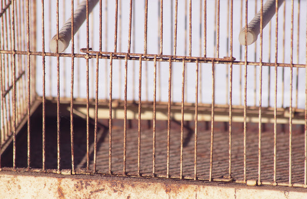 Petit cage à oiseaux ancienne en métal