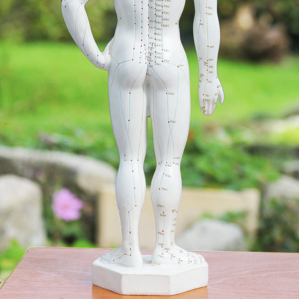 Statuette mannequin anatomique de médecine des points d'acupuncture