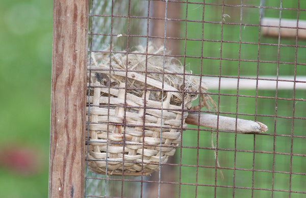 Cage à oiseaux ancienne en bois des années 1940