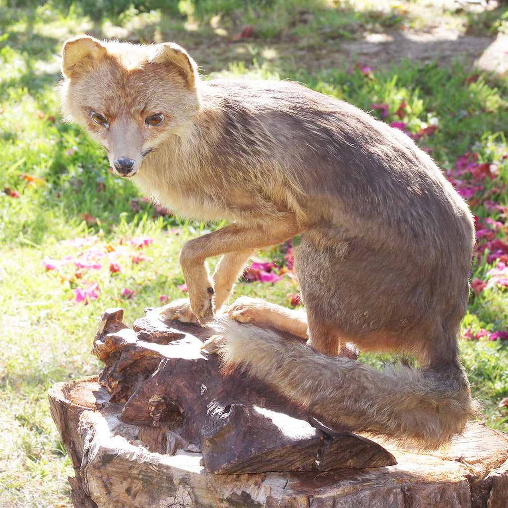 Achetez un renard empaillé occasion, annonce vente à Sète (34) WB153026469 Achetez un renard empaillé occasion, annonce vente à Sète (34) WB153026469