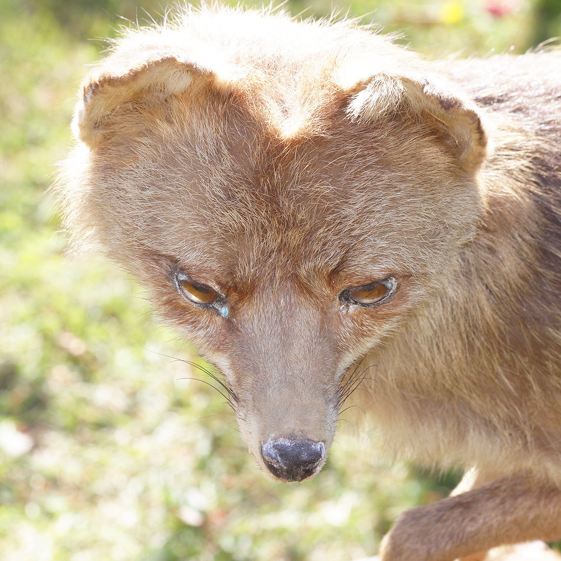 Magnifique renard empaillé très beau travail de taxidermie ! On le Magnifique renard empaillé très beau travail de taxidermie ! On le